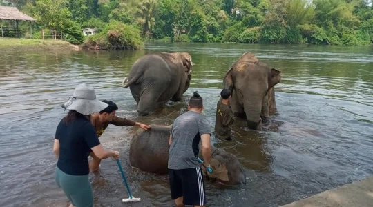 エレファントワールドでボランティア活動