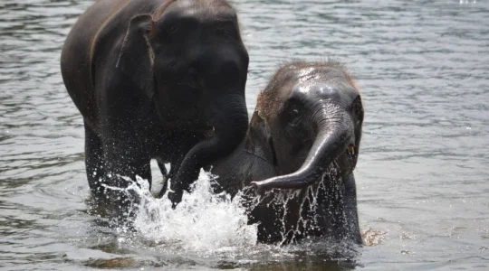 エレファントワールドでボランティア活動