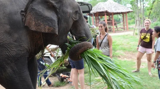 エレファントワールドでボランティア活動