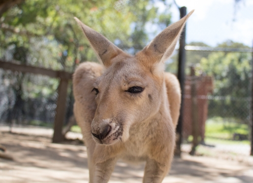 カランビン・ワイルドライフ・サンクチュアリー