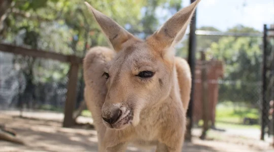 カランビン・ワイルドライフ・サンクチュアリー