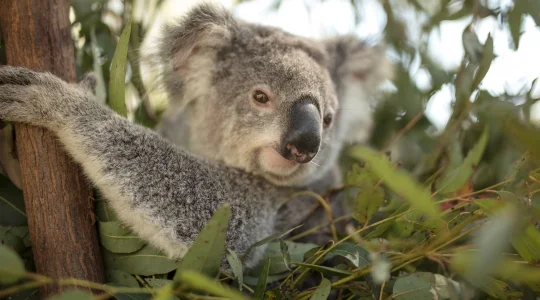 パラダイスカントリー