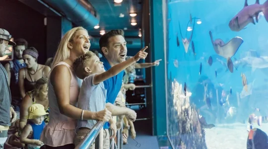 ゴールドコーストホテル⇔  シーワールド混載車送迎