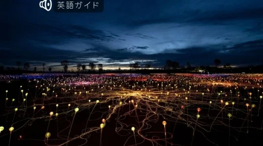 エアーズロック・フィールドオブライト　サンライズ鑑賞