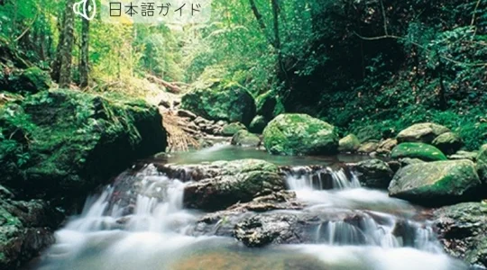 土ボタルと野生動物探検エコサファリ