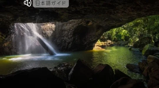 世界遺産スプリングブルック国立公園土ボタル鑑賞ツアー