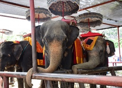 自由に巡るアユタヤ観光_ドライバーのみ