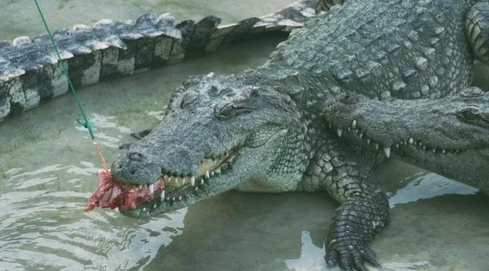 アユタヤライオンパーク