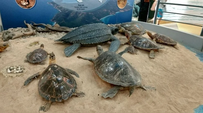 ウミガメ研究所