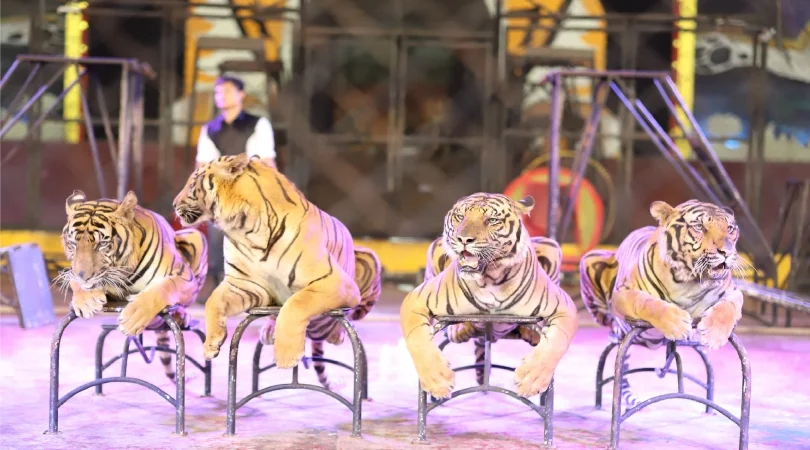 TIGER ZOO