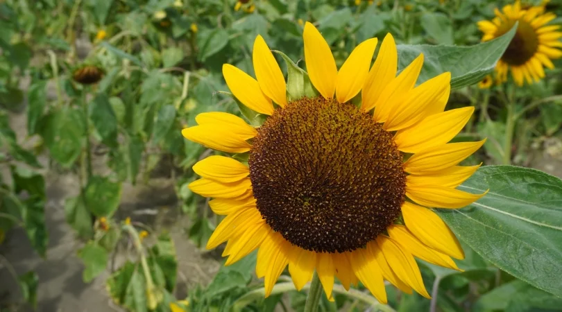 向日葵畑イメージ