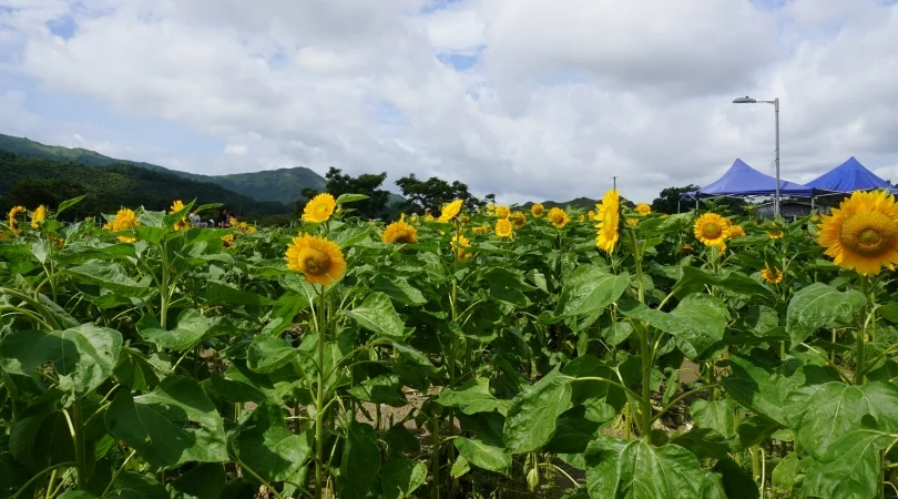 向日葵畑イメージ