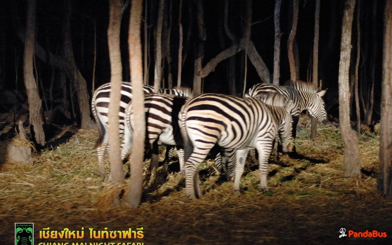 タイランド 予約 チェンマイナイトサファリ 日本語ガイド 午後