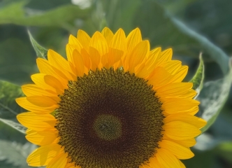 オレンジひまわり