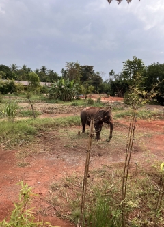象がたくさんいます