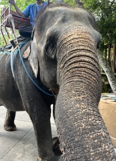 こんなに近くでゾウと触れ合えました