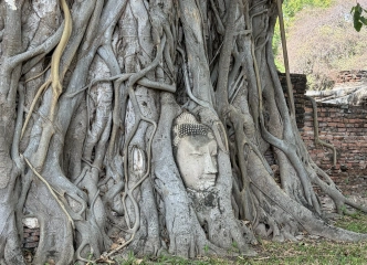 木の根に埋もれる仏頭