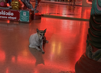 眉毛犬