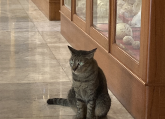 ワット・パクナムの猫さんです