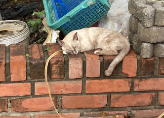 ワット・プラシーサンペットの猫さんです