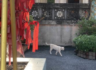 ワット・サマーン・ラッタナーラームの猫さんです