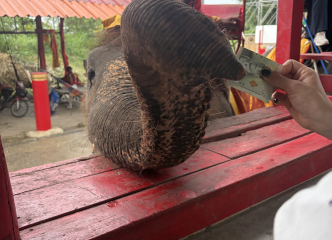 チップはゾウさんのお鼻に渡してあげてね😊