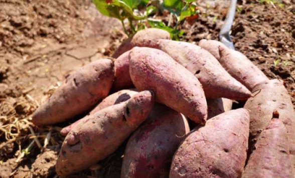 手ぶらでご参加OK！芋ほり体験+ アユタヤ遺跡「ワットヤイチャイモンコン」＆象乗り体験