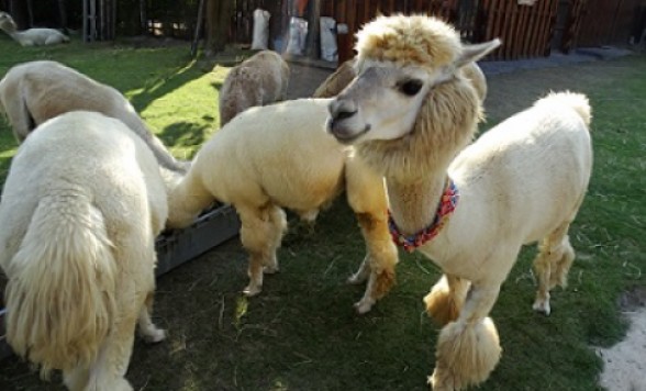 もこもこ好き集まれ♪タイのスイス スワンプンで動物と触れ合い体験ツアー