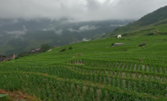 桂林・龍勝地区の3つの棚田を完全制覇、広大な自然と悠久の歴史を感じる棚田巡り＆定番漓江下り 2泊3日＜高速鉄道/食事付き/選べるホテルクラス/日本語ガイド＞