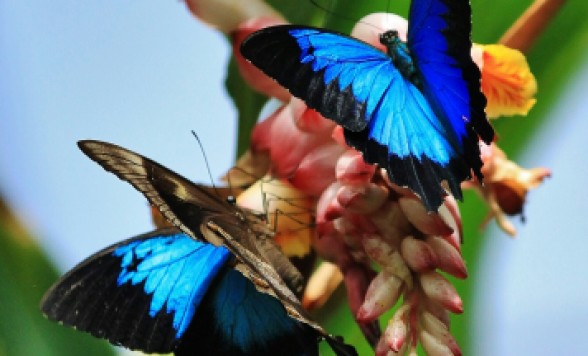 キュランダ・バタフライサンクチュアリ入場チケット