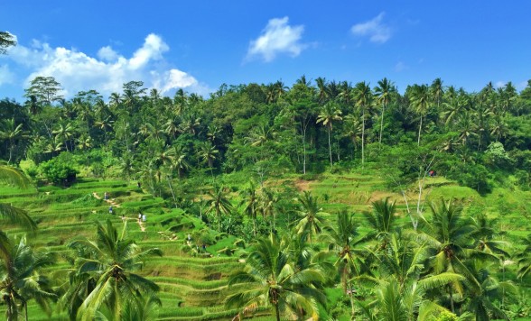 【バリ島/KITAS料金】森林の街ウブドコンパクトツアー＜テガララン/サワスワティ寺院/工房見学/ウブド散策/日本語ガイド付き＞
