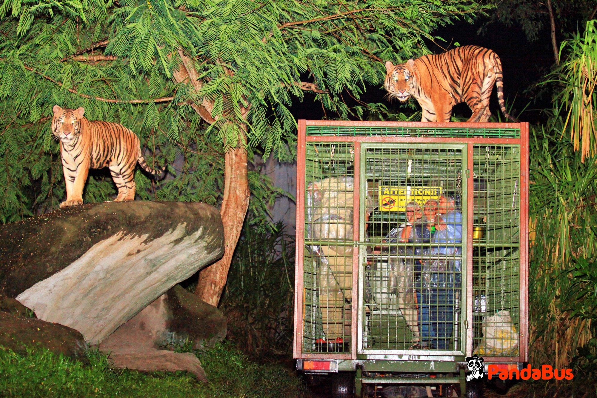 トラムに乗り込み、サファリジャーニー開始