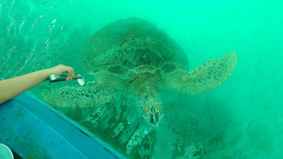 ウミガメ研究所到着