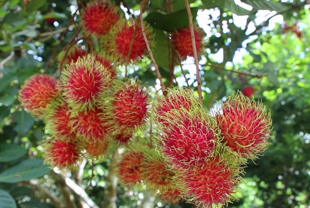 ランブータンやマンゴスチンなどの果樹園見学