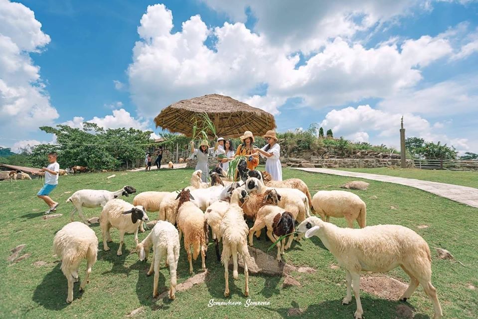 ひつじに餌やり&写真撮影