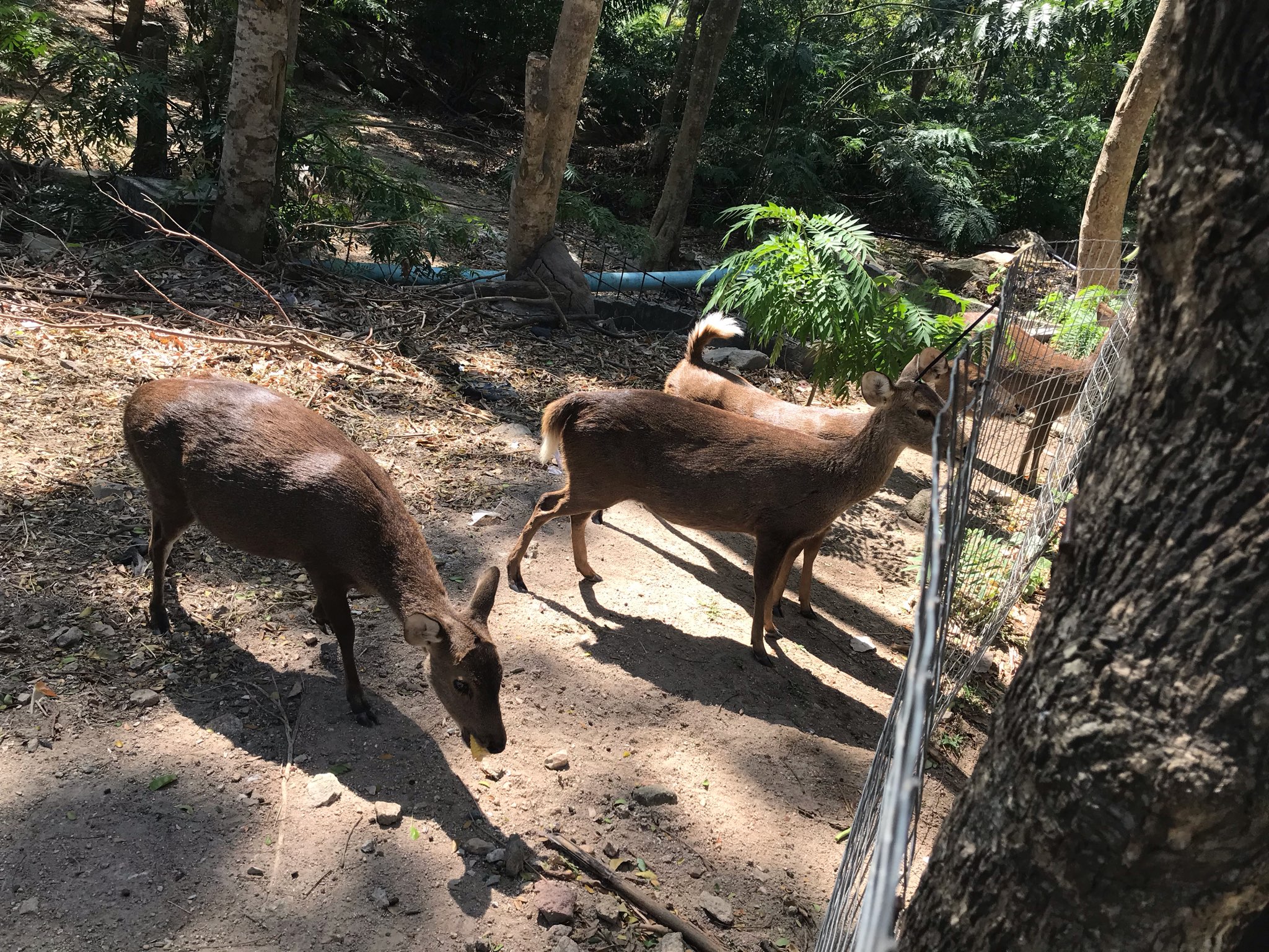 カオキアオ動物園ツアー