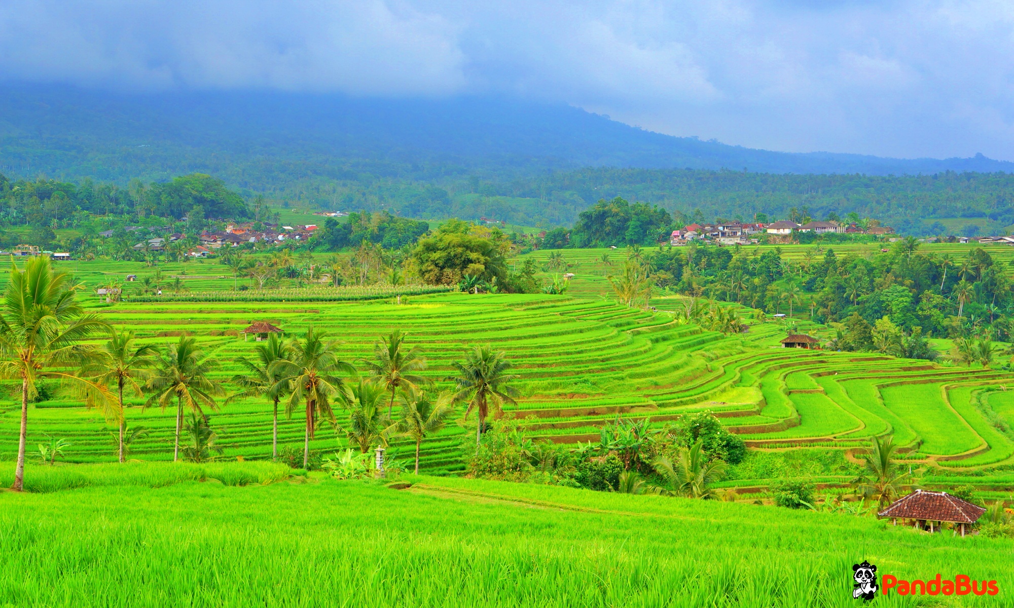 世界遺産『ジャティルイ(棚田)』見ながらインドネシア料理のご昼食 昼食後、ジャティルイ村散策