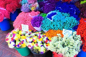 色とりどりの花が集まるパーククロン花市場の散策　