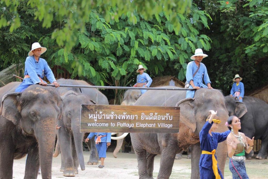 パタヤ・エレファントビレッジ到着