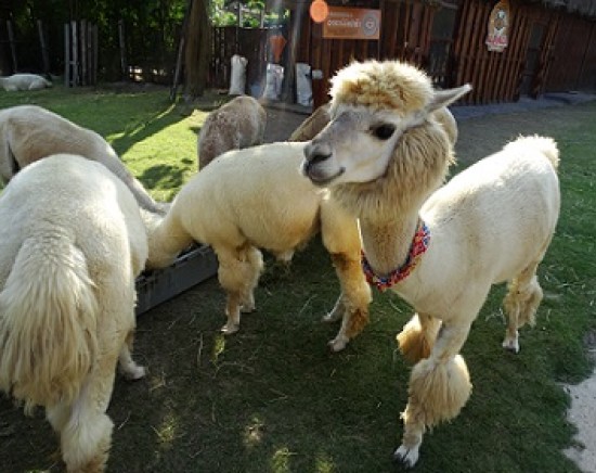 もこもこ好き集まれ♪タイのスイス スワンプンで動物と触れ合い体験ツアー