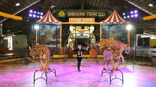 シーラチャタイガーズー