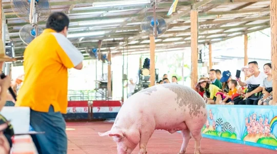 シーラチャタイガーズー