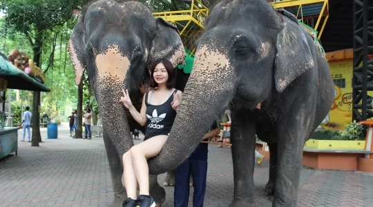 シーラチャタイガーズー