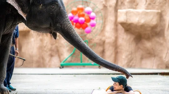 シーラチャタイガーズー