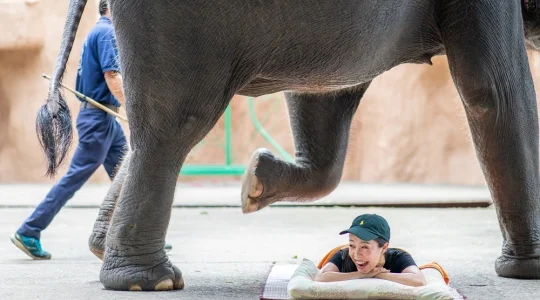 シーラチャタイガーズー