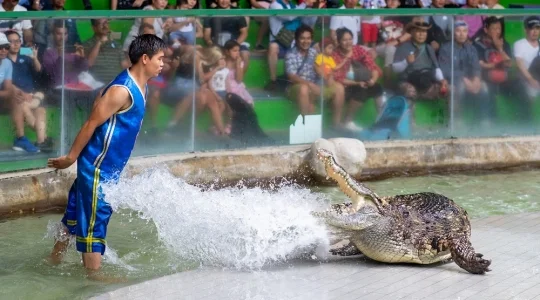 シーラチャタイガーズー