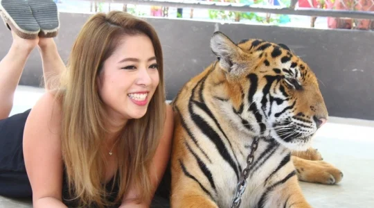 シーラチャタイガーズー