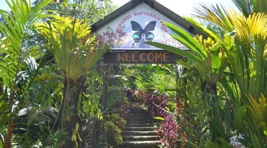 バタフライファーム