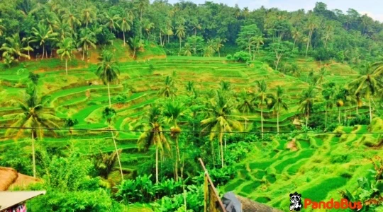 テガララン棚田
