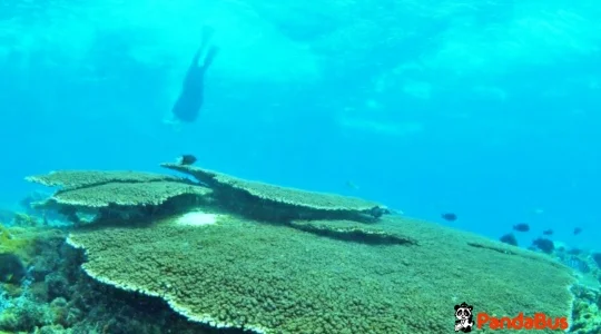 ペニダ島シュノーケリング